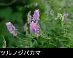 ツルフジバカマの 山野草 画像 無料写真素材