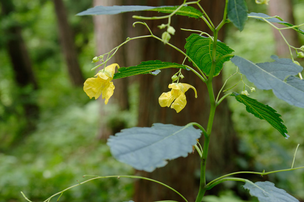 杉林で咲くキツリフネ　森の草花　フリー写真素材 　画像7