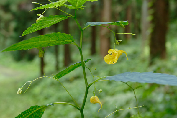 キツリフネ 夏 秋 吊り下る黄色い草花 山地 里山 フリー写真素材 画像8