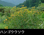 開花期　ハンゴンソウ。オオイヌタデ、エゾニュウ、6月から10月に花が咲きます