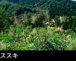 秋の山野草 ススキ写真 画像