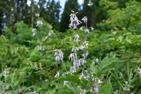 クサボタン 山地 森林 秋の山野草 釣り鐘形で淡い紫色の花 フリー写真素材 画像1