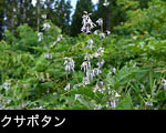 クサボタン 秋の山野草 画像