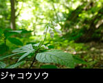 ジャコウソウ 無料写真素材ストックフォト「花ざかりの森」