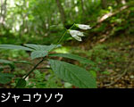 ジャコウソウ フリー写真素材 ストックフォト「花ざかりの森