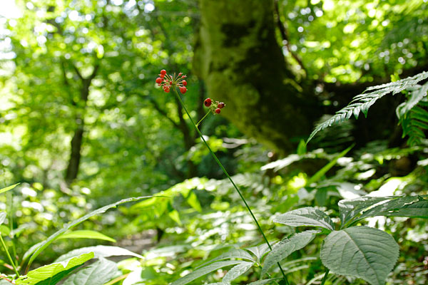 無料写真素材「木の実、草のみ」31-4956