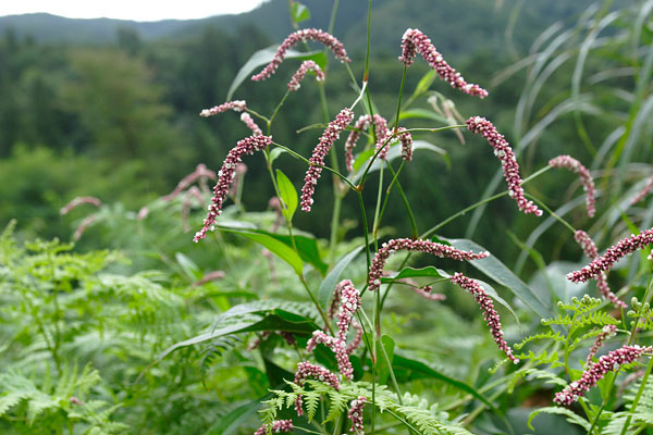 オオイヌタデ 花 山地野原 夏から秋 紅紫色 穂状の花 フリー写真素材 画像