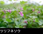 無料写真素材ストックフォト ツリフネソウ画像