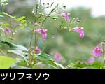 ツリフネソウ、秋の山野草、無料写真素材 壁紙 