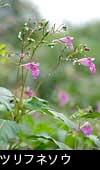 秋の山野森林に咲くツリフネソウの花 写真