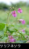 秋の森林山野で咲くピンクの草花「ツリフネソウ」