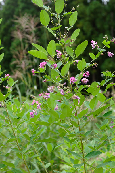 ヤマハギ　 森 里山 赤紫 夏から秋の花 　画像7