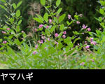秋の山野草ヤマハギフリー写真素材