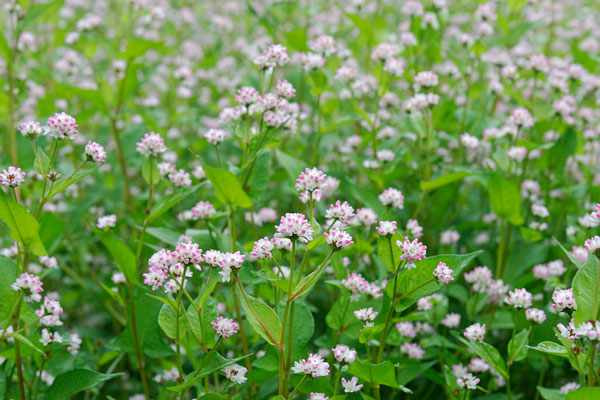 「ミゾソバ」 秋の山野草　淡いピンクの金平糖のような花　無料写真素材　画像3