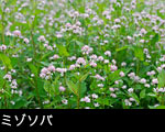 ミゾソバ フリー写真素材 無料 秋の山野草