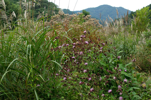 タチアザミ ススキ 草紅葉 秋の野原 里山 無料写真素材 画像2