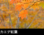 カエデ紅葉、無料写真素材