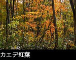 カエデ紅葉　フリー写真素材