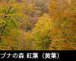 ブナの紅葉 写真 無料写真素材