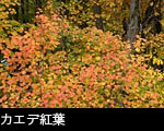 カエデ紅葉、無料写真素材