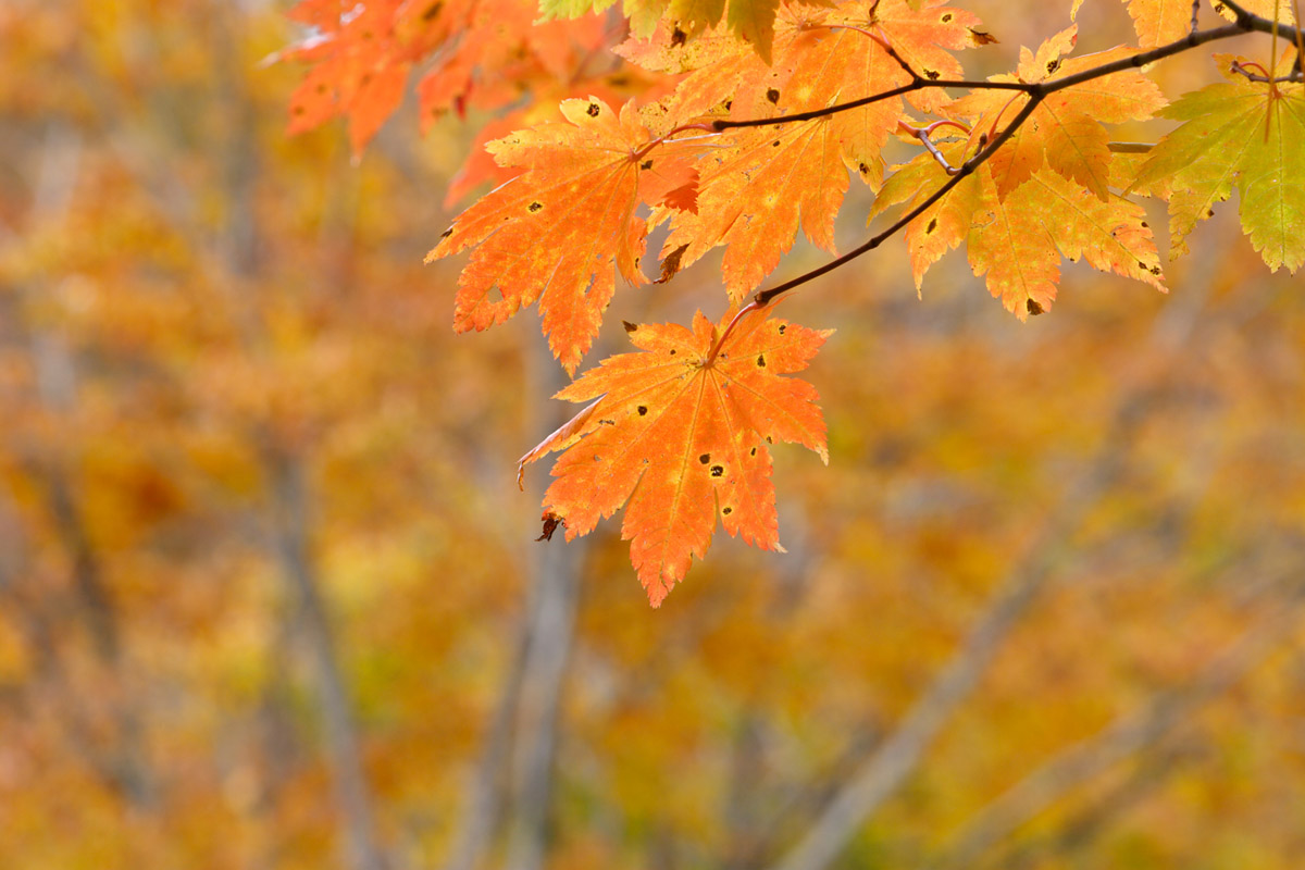 b33-6141　紅葉したカエデの葉　