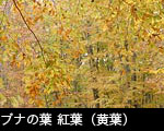ブナの葉 紅葉（黄葉）