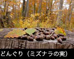 ドングリの森（ミズナラの実）無料写真素材 フリー