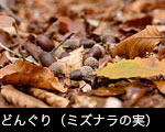 木の実 どんぐり（ミズナラの実）無料写真素材フリー
