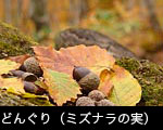 ドングリの実 写真 フリー写真素材