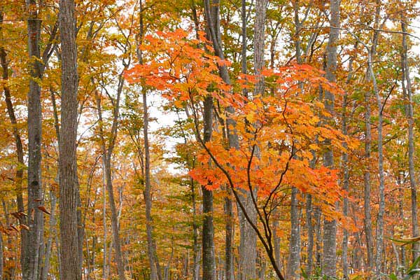 ハウチワカエデの若木 紅葉 画像 無料写真素材 