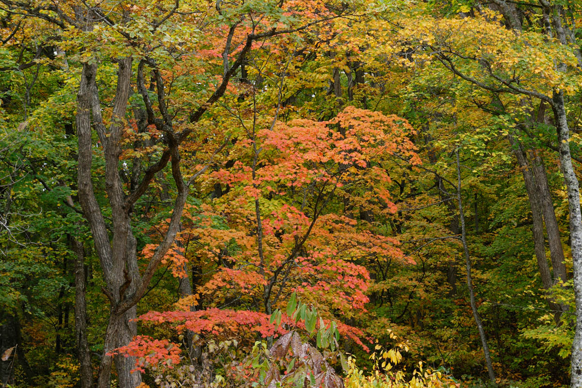 b34-6313　 カエデの木 紅葉
