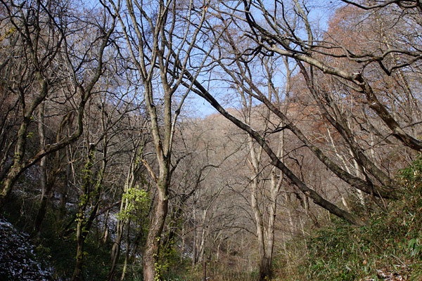 晩秋の雑木林 すっかり葉を落とした雑木林 画像1 無料写真素材