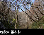 晩秋の雑木林　無料写真素材