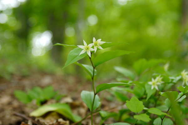初夏の山野草「チゴユリ」画像1　写真 フリー素材