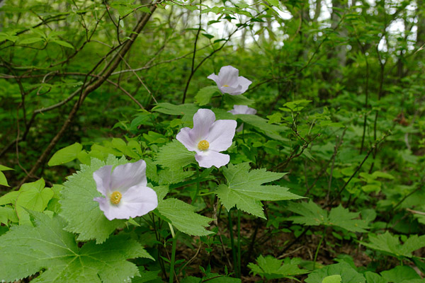 シラネアオイ 花 夏 山野草 草丈25センチ程 薄紫色花びら4枚(萼)画像6無料写真素材