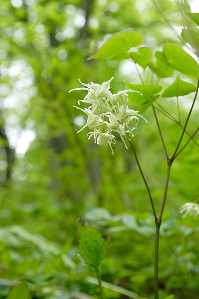 キバナイカリソウ　山野草　無料写真素材　画像1　