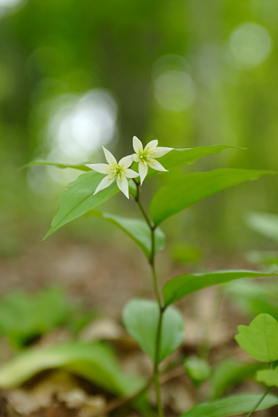 森林の花　チゴユリ　画像2　 無料写真素材