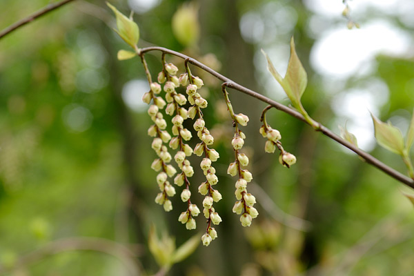キブシ　 春の山地・森林 房のように垂れ下がる樹木の花 画像1 無料写真素材　