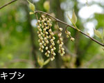 キブシ、春の山野森林、無料写真素材、画像