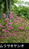 ブナ林に咲く花 ムラサキヤシオツツジ 無料写真素材