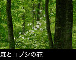 春の山野草 樹木 コブシの花 花期3月4月5月 無料写真素材
