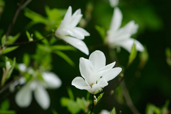 コブシの花　無料写真素材 ストコブシの花　無料写真素材　アップ　画像1