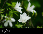 無料写真素材 コブシ 花
