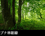 ブナ林新緑