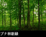 ブナ林新緑