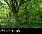 どんぐりの森 