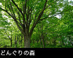 どんぐりの森 