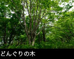 無料写真素材 ストックフォト どんぐりの森（ミズナラ）