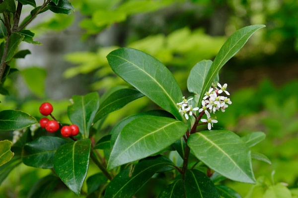 ツルシキミ 花と実 フリー写真素材 画像3　