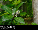 無料写真素材山野草ツルシキミ